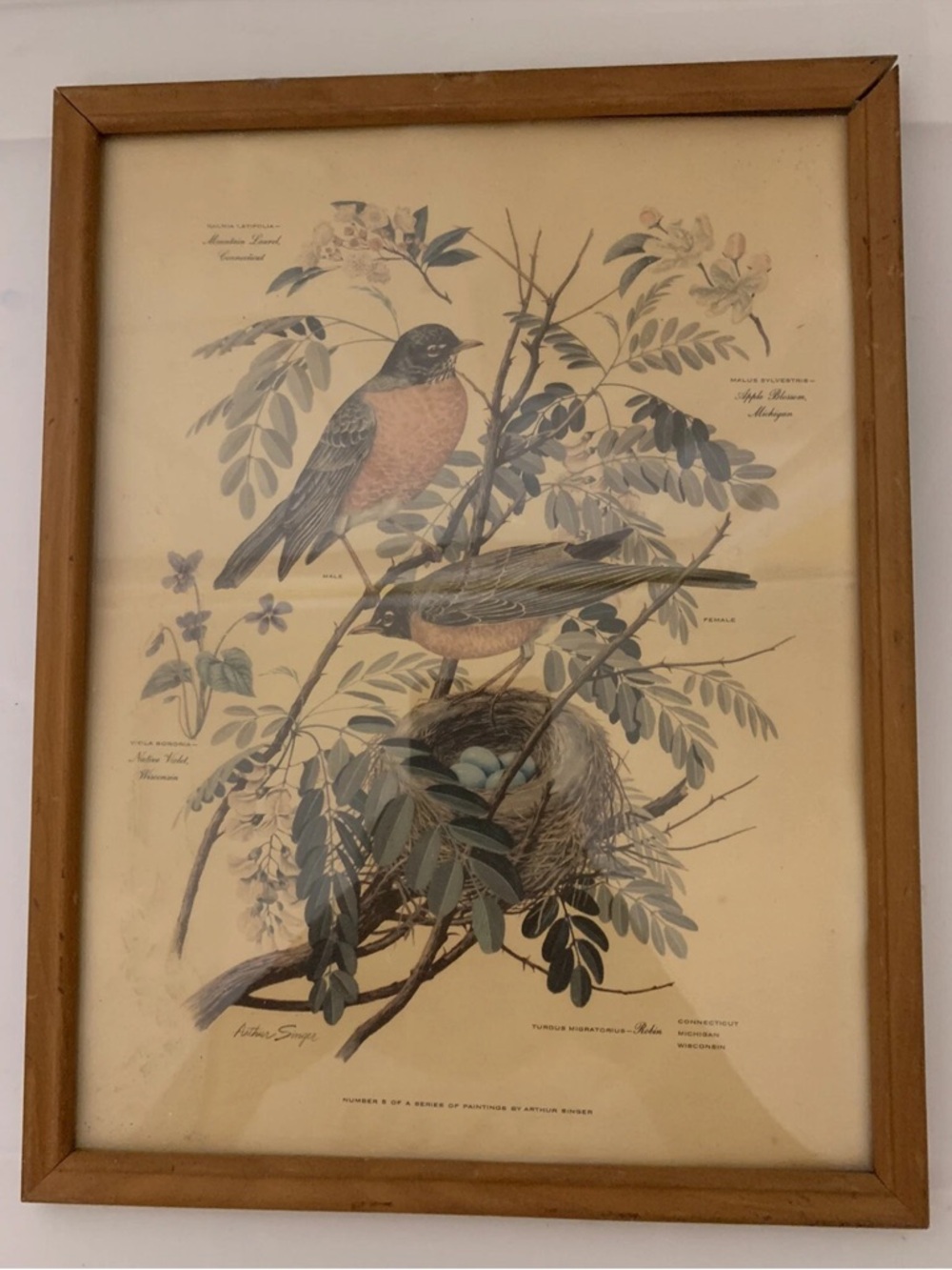 Vtg 1957 Framed Arthur Singer Robin Botanical Print #5‎ Of A Series